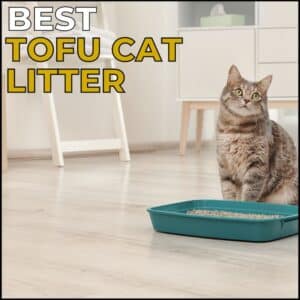 3 Best Tofu Cat Litter
