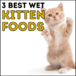 3 Best Wet Kitten Foods
