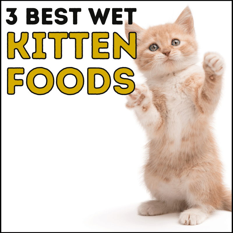 3 Best Wet Kitten Foods For Growing Kittens