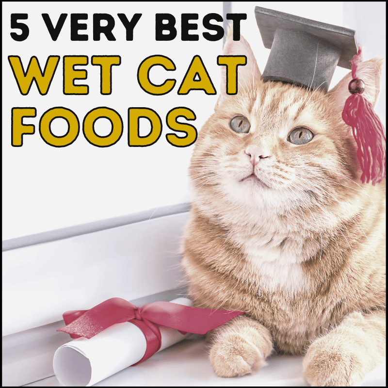 5 Very Best Wet Cat Foods For Health