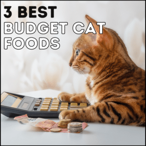 3 Best Budget Cat Foods