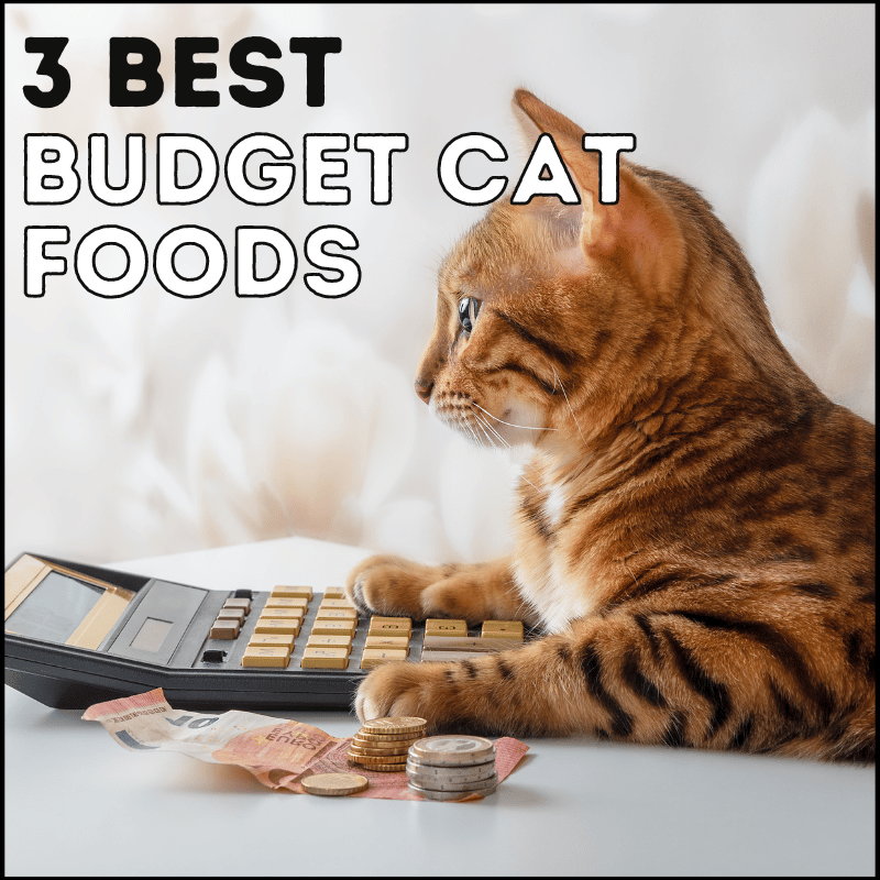 3 Best Budget Cat Foods Your Cat Will Love