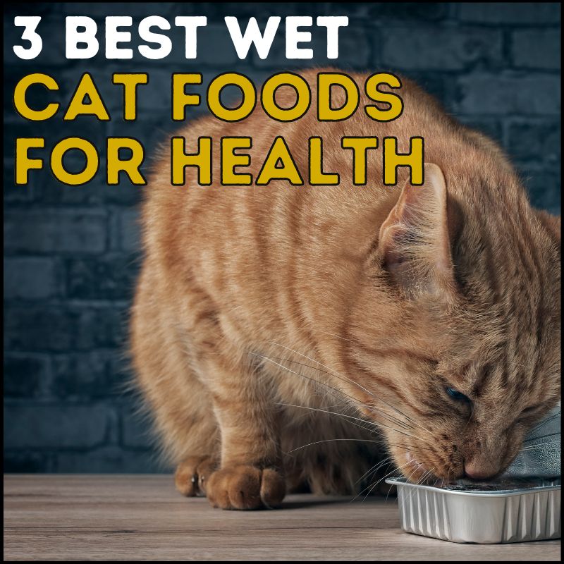 3 Best Wet Cat Foods For Health