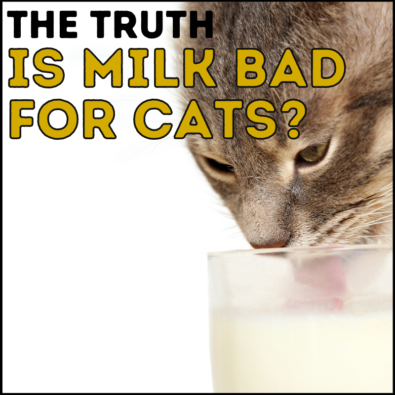 Is Milk Bad for Cats? The Truth