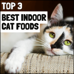 3 Best Indoor Cat Foods