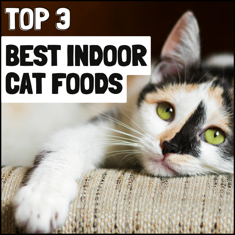 3 Best Indoor Cat Foods for Health