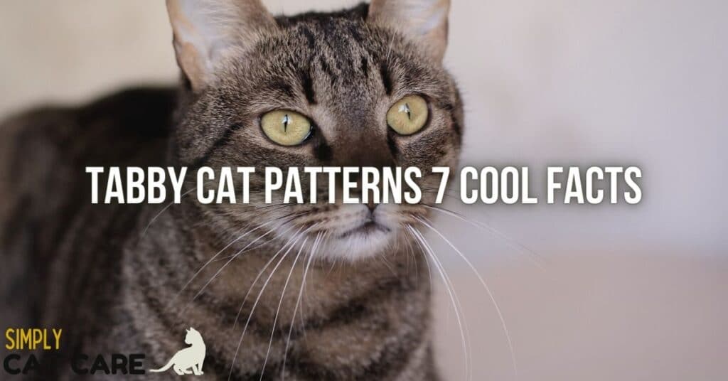 Tabby cat patterns
