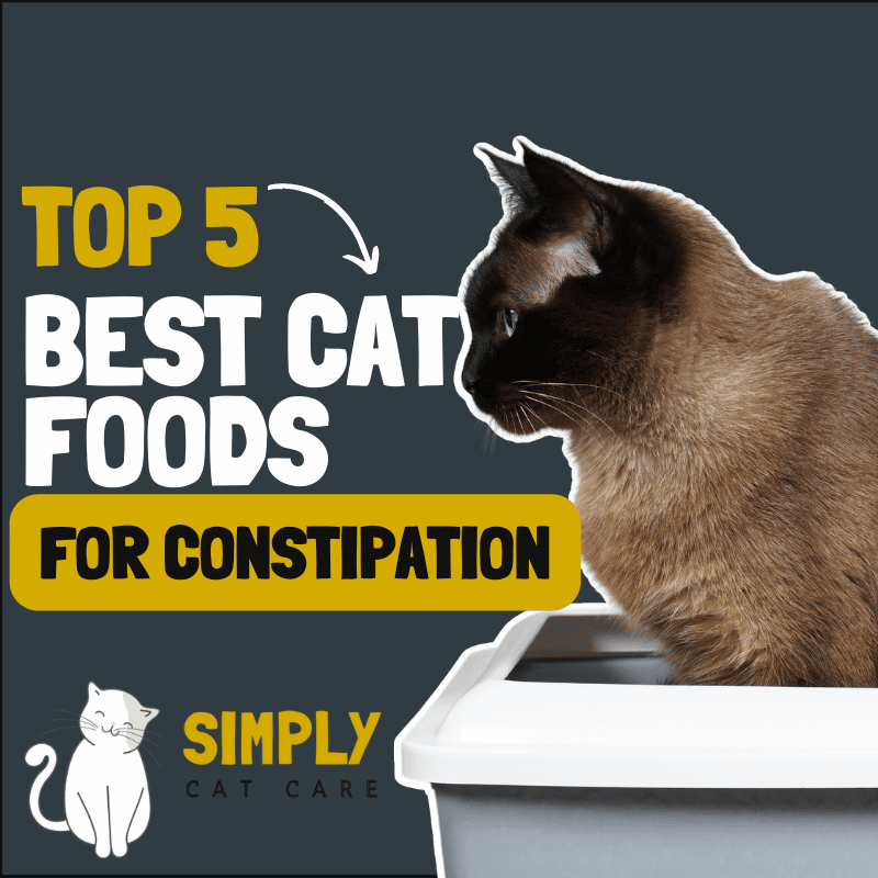 5 Best Cat Food for Constipation to Stop Hard Poos