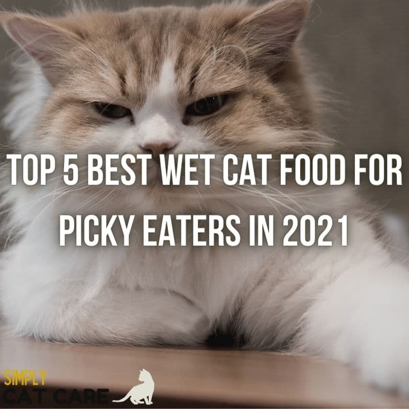 5 Best Wet Cat Food for Picky Eaters 2021