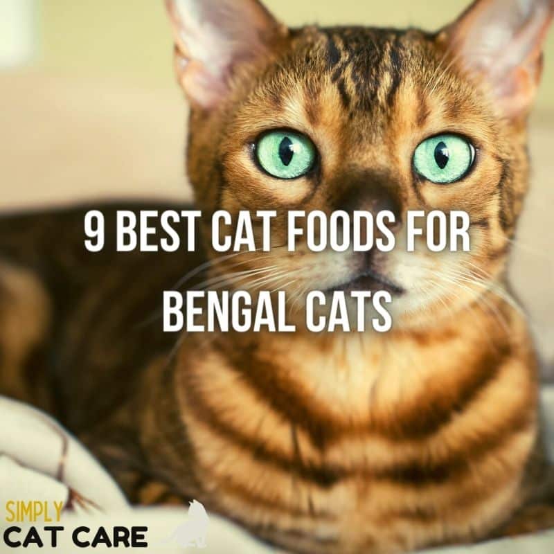 7 Best Cat Food for Bengals Health