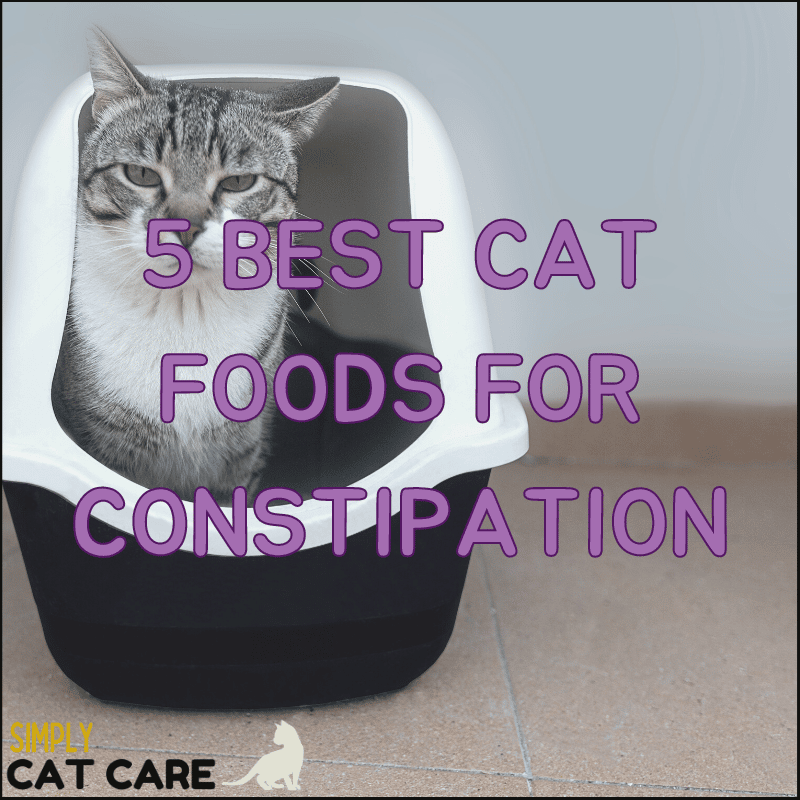 best cat food for constipation uk
