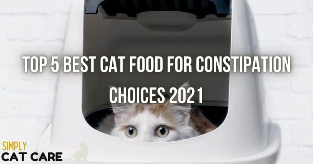 best senior cat food for constipation