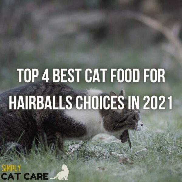 How to Fatten Up an Old Cat (9 Easy Steps) Simply Cat Care