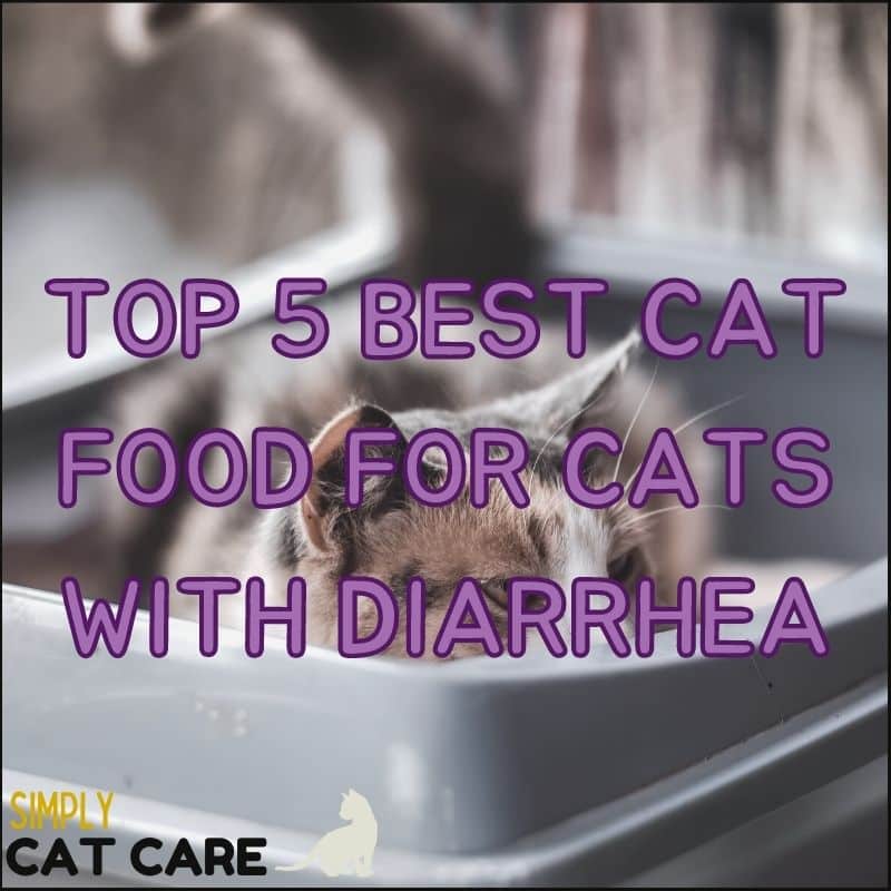 Top 5 Best Cat Food for Cats with Diarrhea: Ultimate Guide