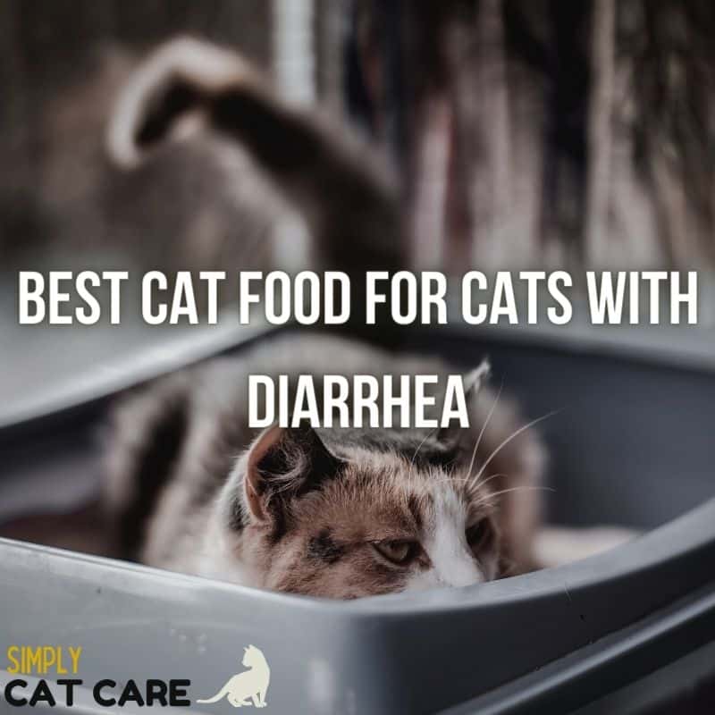 3 Best Cat Food for Cats with Diarrhea Choices