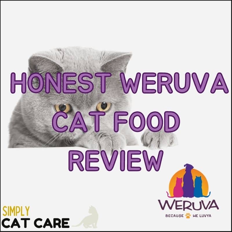Honest Weruva Cat Food Review: The Best Choice For your Cat’s Health?
