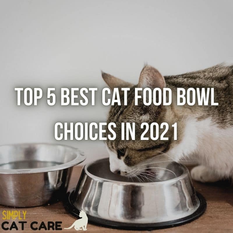 5 Best Cat Food Bowls for Easy Eating