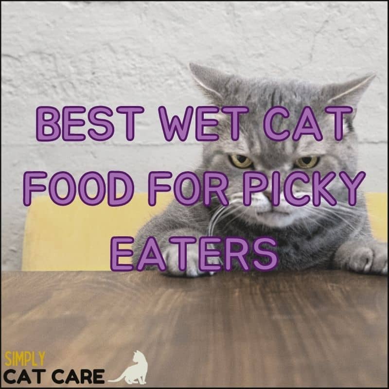 Top 5 Best Wet Cat Food for Picky Eaters