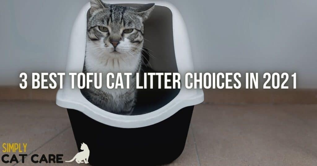 Best tofu cat litter choices for your cat