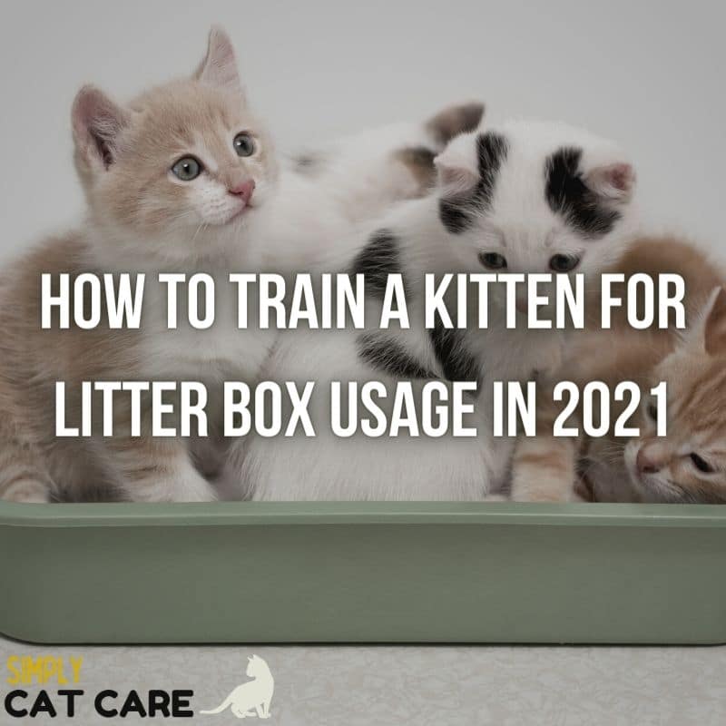 How To Train A Kitten For Litter Box