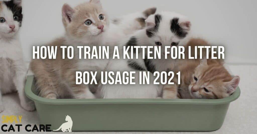 how to train a kitten for litter box