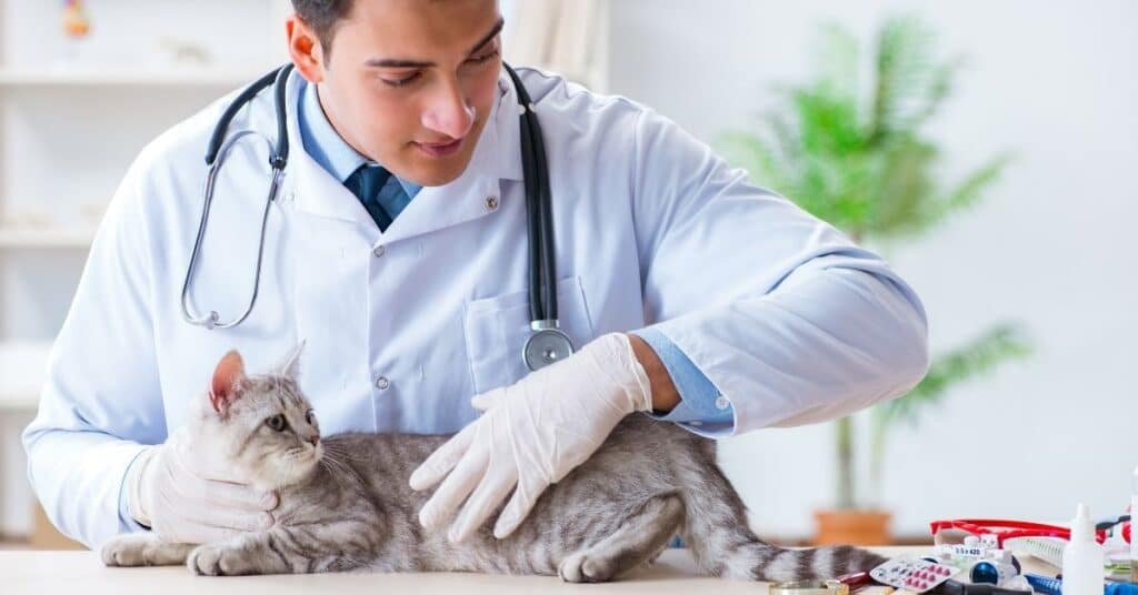 A vet inspecting a cat.