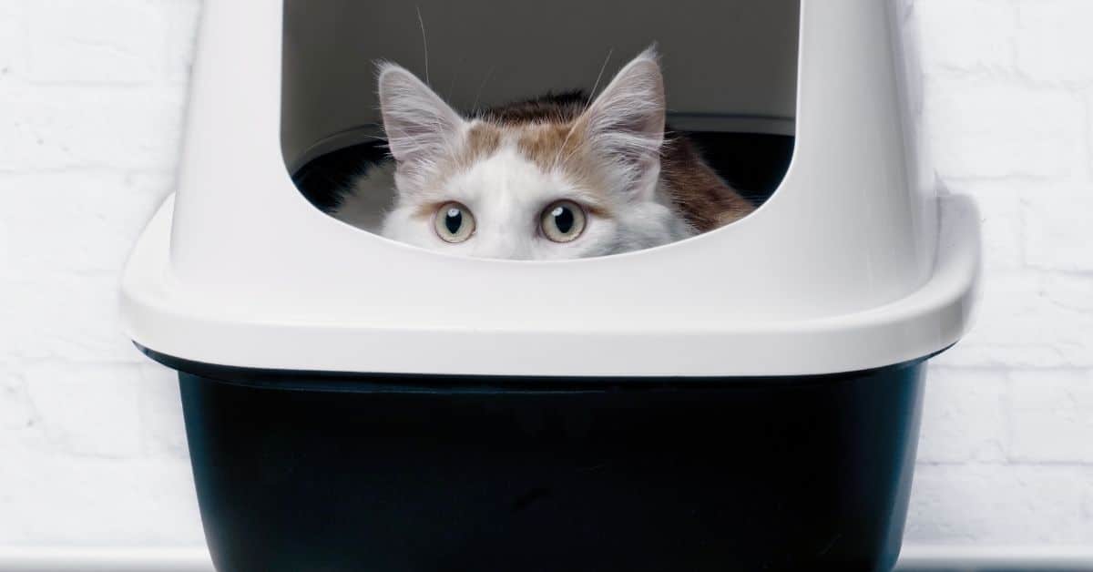 4 Best Cat Food for Hairballs Choices 2022 Simply Cat Care