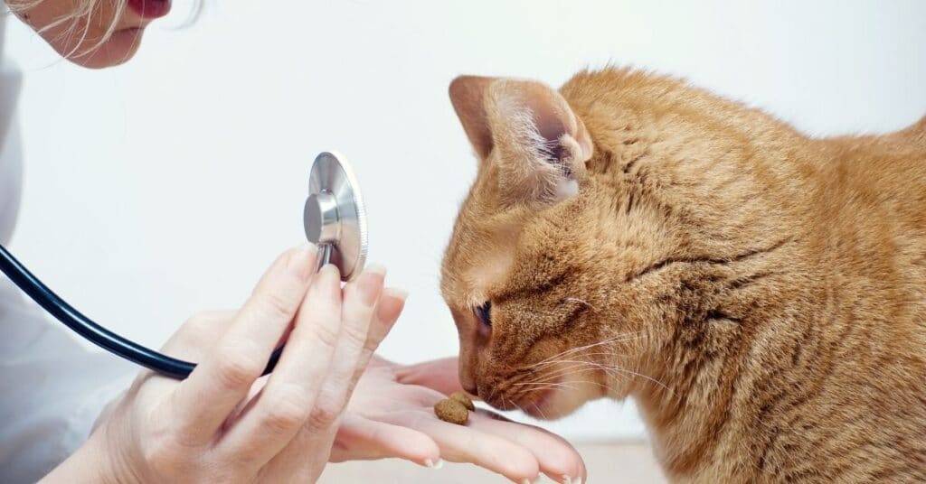 See a vet if your cat is not eating enough food.