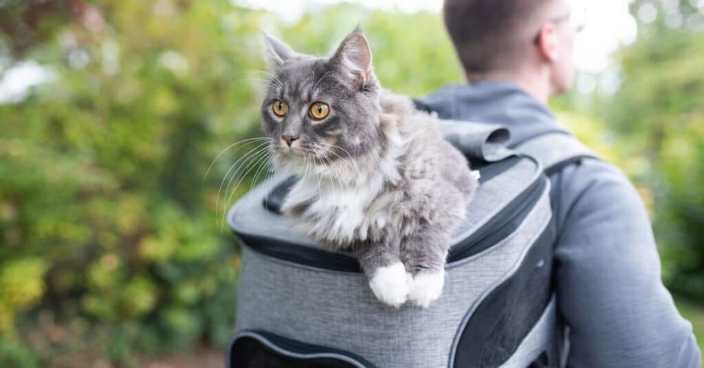 Best quality cat backpack
