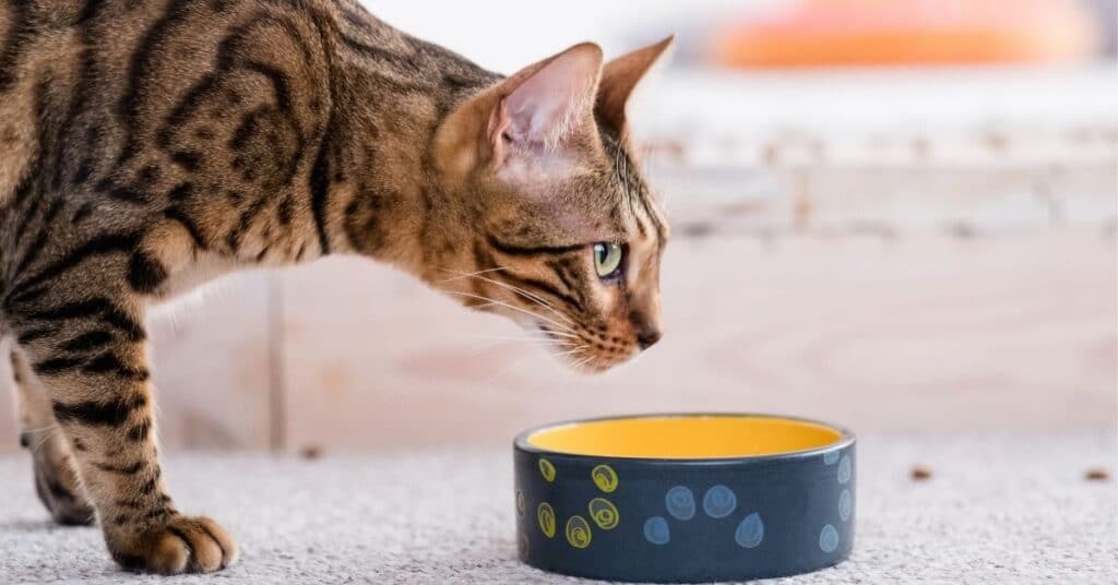 A cat inspecting their food bowl.