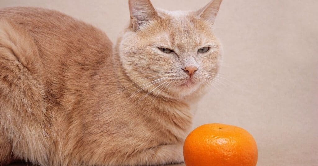 A cat seated next to an orange.