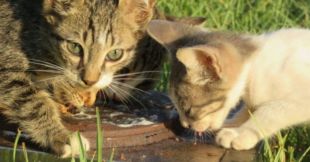 Kittens develop taster preferences which pass through into adulthood