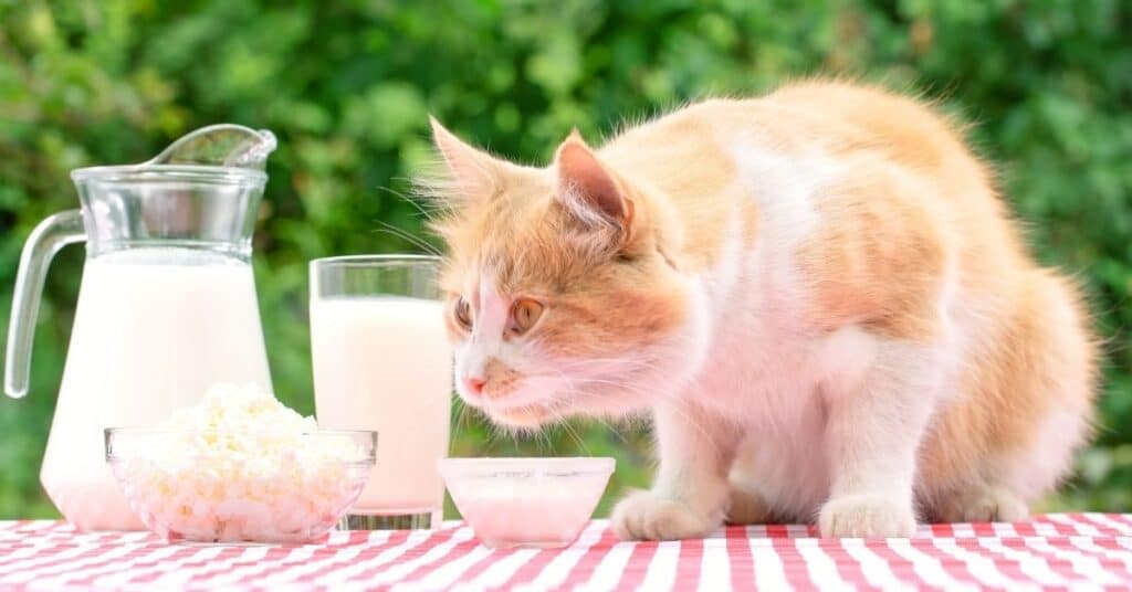 A cat looking at milk.