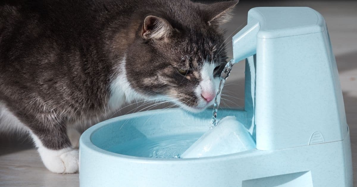 5 Best Cat Food for Constipation Choices Simply Cat Care