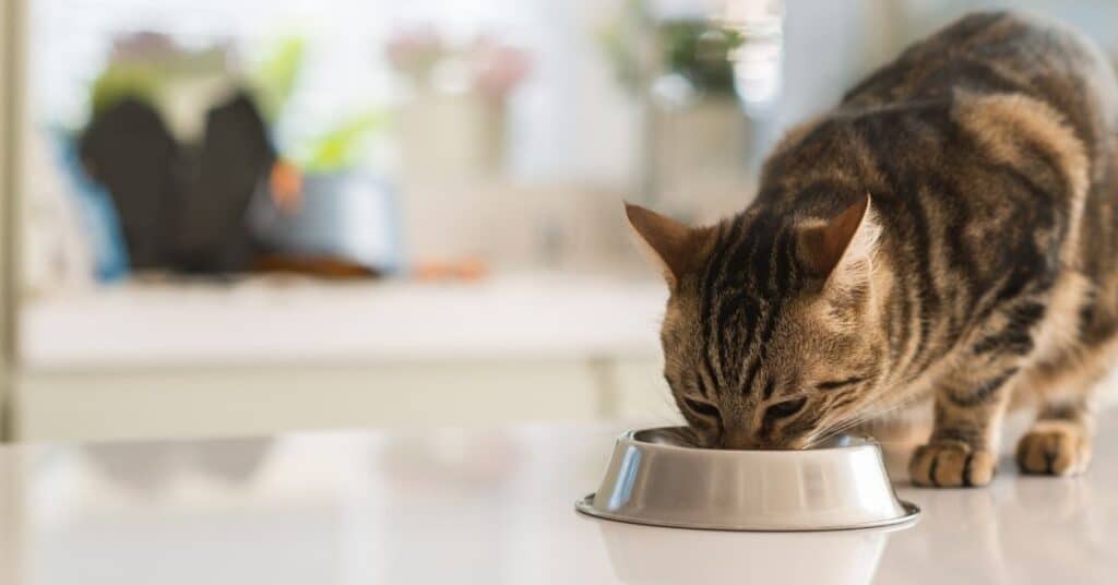 A moderate-high fat diet is preferred by cats.