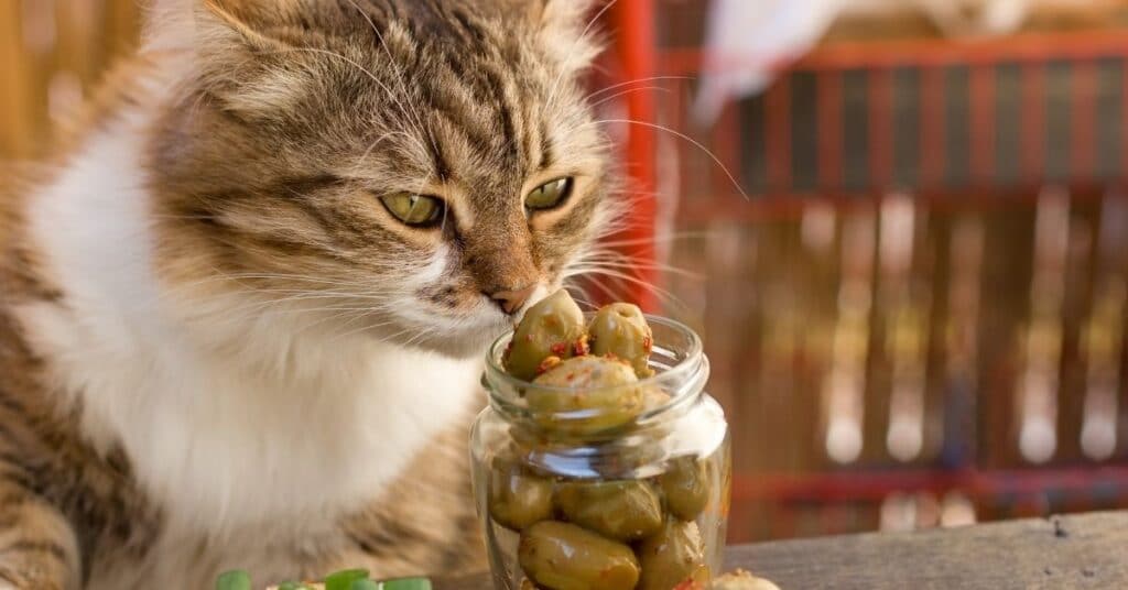A cat sniffing olives.