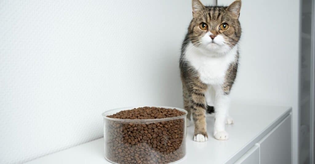 A cat with dry kibble.