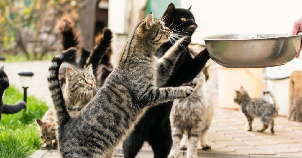 Cats going for a bowl of food.