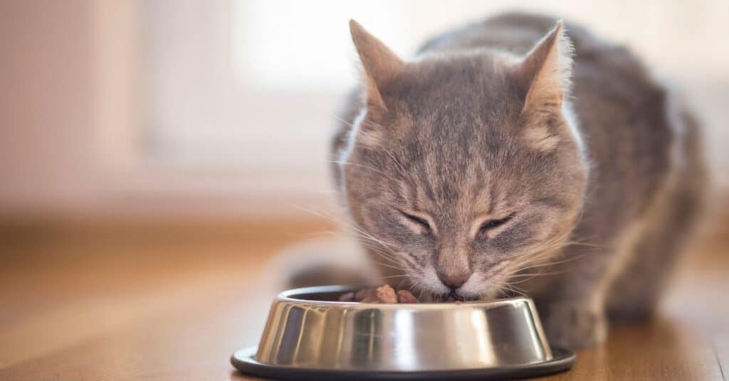 A cat eating canned food.