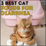 3 Best Cat Food for Cats with Diarrhea