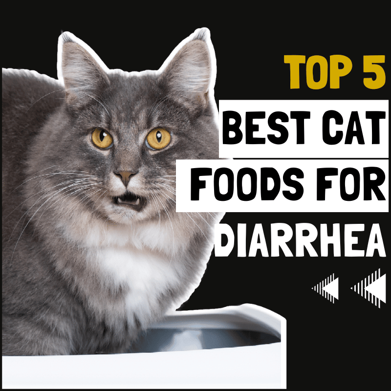5 Best Cat Food for Cats with Diarrhea (Stop Sloppy Wet Poos)