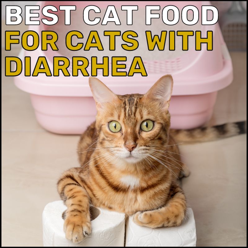 Best Cat Food for Cats With Diarrhea