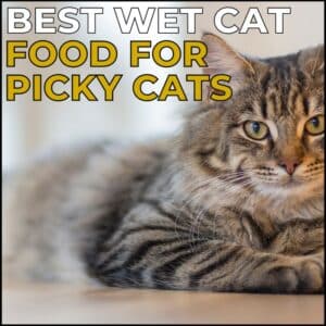 Best Wet Cat Food for Picky Eaters