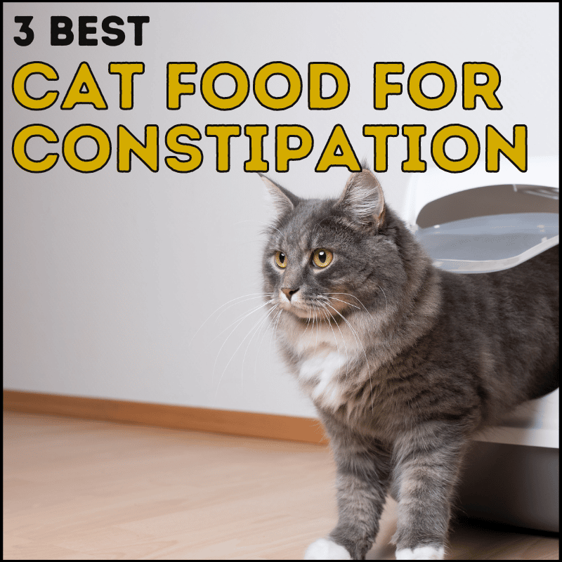3 Best Cat Food for Constipation to Stop Hard Poos