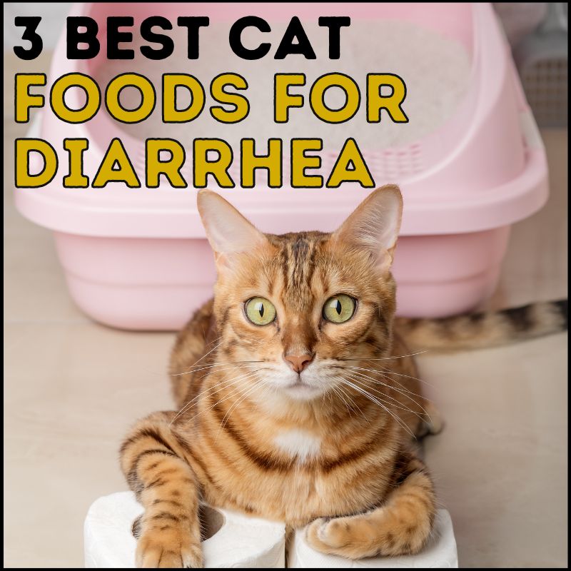 3 Best Cat Food for Cats With Diarrhea to Stop Sloppy Poos