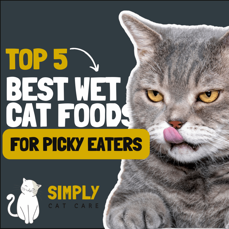 5 Best Wet Cat Food for Picky Eaters to Stop Wasted Food