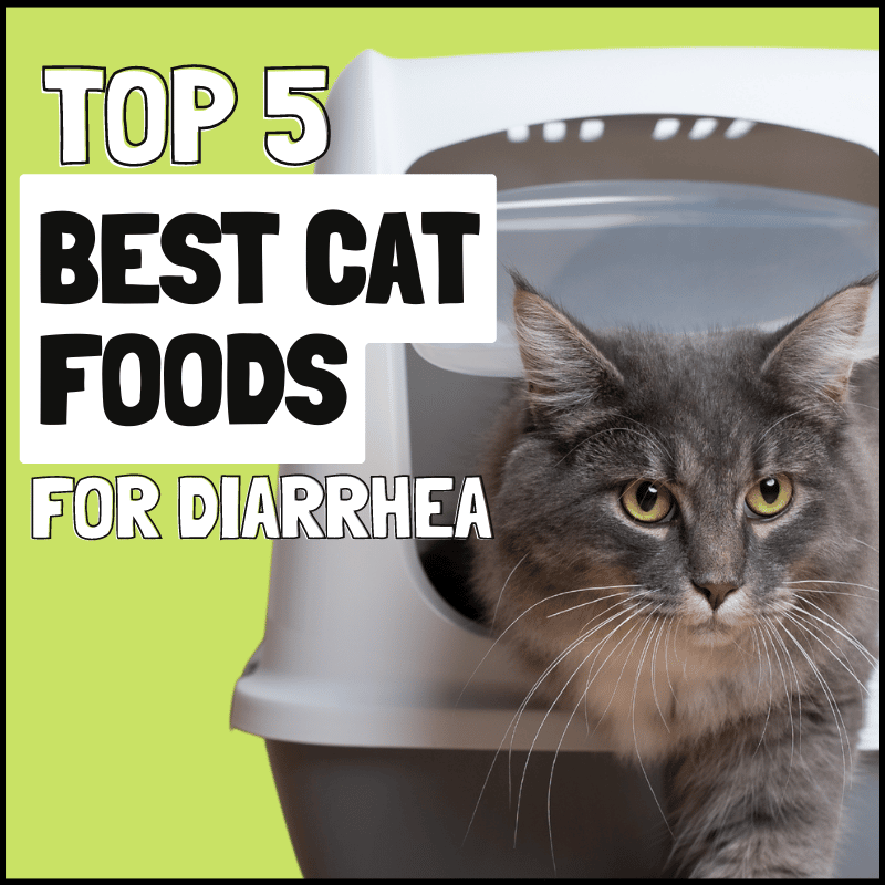 5 Best Cat Food for Cats With Diarrhea to Stop Sloppy Wet Poos
