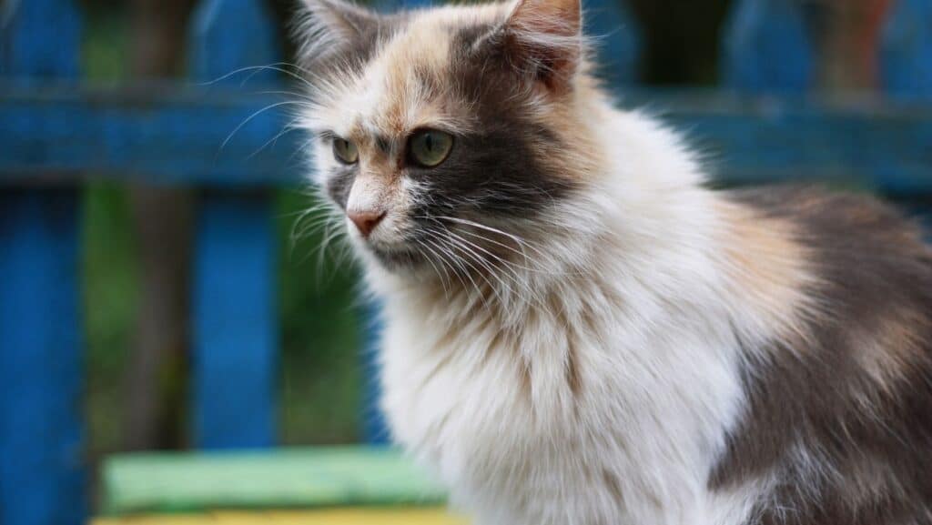 A long-haired tabby. This is a calico cat.