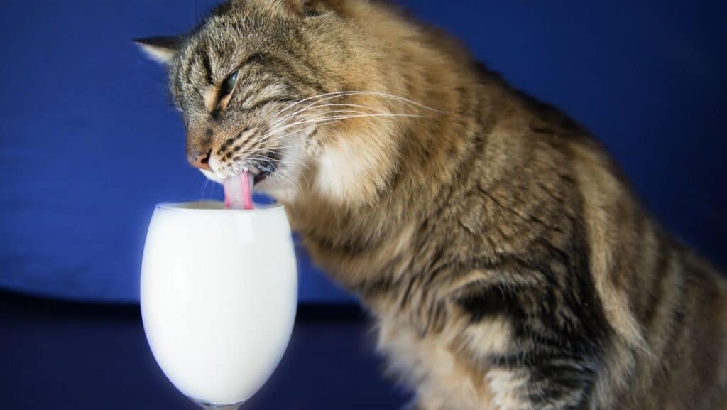 Cat drinking milk.