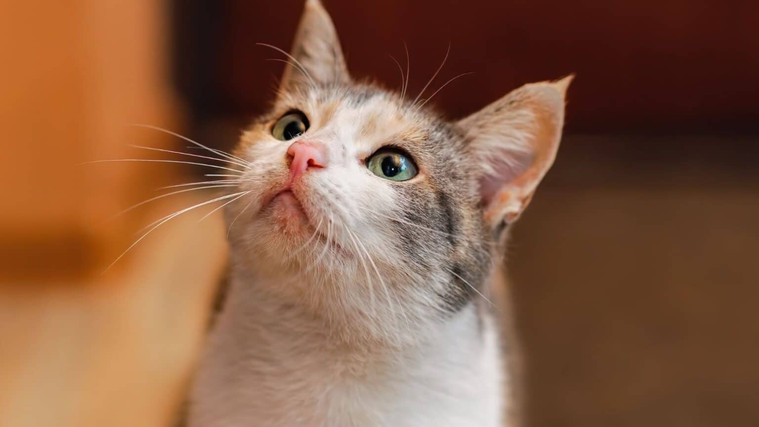 best cat food for finicky cats best cat food for finicky cats